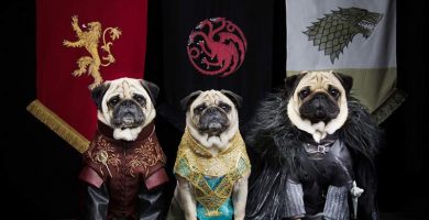 juego de tronos reinos perros pug