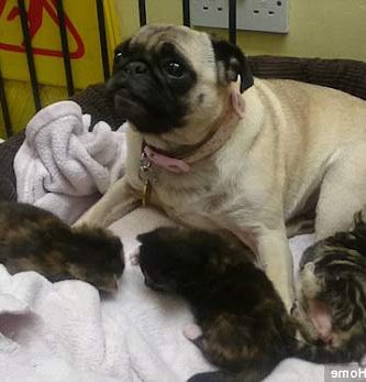 mama perro pug gatos