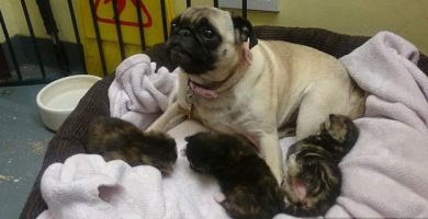 mama perro pug gatos