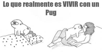 vivir con perro pug