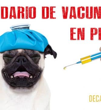 calendario vacunas perros