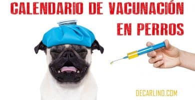 calendario vacunas perros