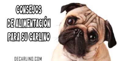 Consejos de alimentación para su perro CARLINO