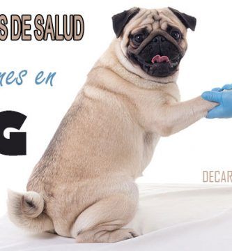 problemas salud en perros pug carlino