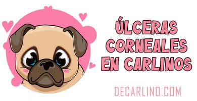 Úlceras Corneales en Carlinos
