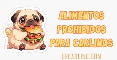 alimentos prohibidos en carlinos pugs