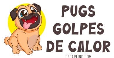 carlinos Pugs y los golpes de calor