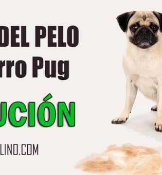 caida pelo perro pug carlino