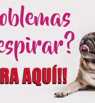 problemas respiratorios en perros Braquicefálicos