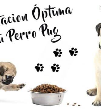 alimentacion perros pug
