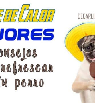 golpe de calor en perros tratamiento
