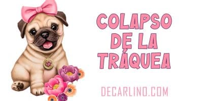 Colapso de la Tráquea en perros