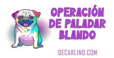 Operación de Paladar Blando