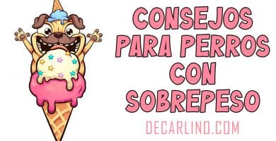 Consejos para perros con sobrepeso