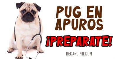 pug en apuros