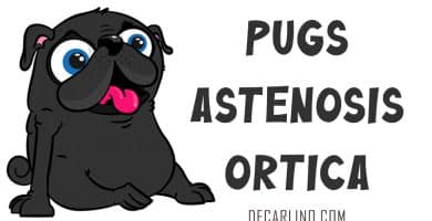 que es una estenosis aórtica en perros