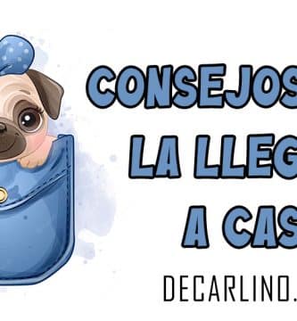 CONSEJOS PARA LA LLEGADA A CASA DE UN CACHORRO CARLINO PUG