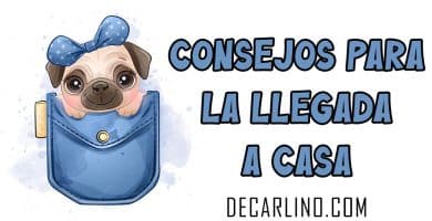 CONSEJOS PARA LA LLEGADA A CASA DE UN CACHORRO CARLINO PUG