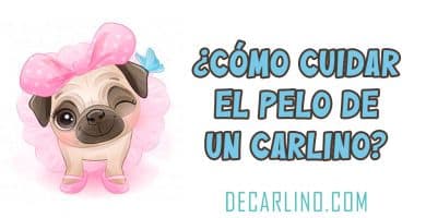 ¿Cómo cuidar el pelo de un carlino?