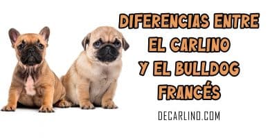 DIFERENCIAS ENTRE UN CARLINO Y UN BULLDOG FRANCES