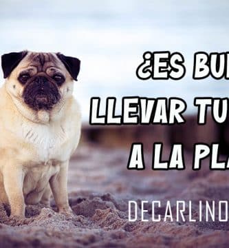 ES BUENO LLEVAR TU PERRO A LA PLAYA