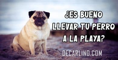 ES BUENO LLEVAR TU PERRO A LA PLAYA