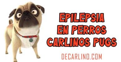 Epilepsia en Perros