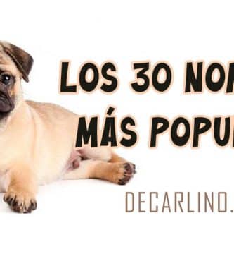 Los 30 nombres mas populares para carlinos pugs