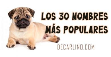 Los 30 nombres mas populares para carlinos pugs