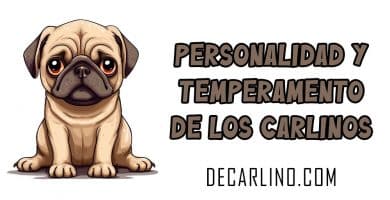 Personalidad y Temperamento de los Carlinos