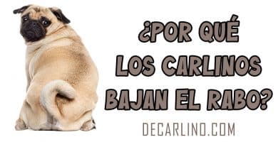 Por qué los carlinos bajan el rabo