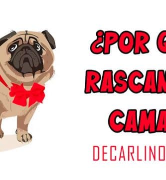 Porqué los perros rascan la cama antes de acostarse