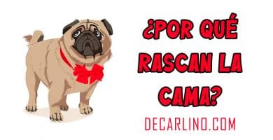 Porqué los perros rascan la cama antes de acostarse