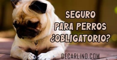 SEGURO PARA PERROS ES OBLIGATORIO
