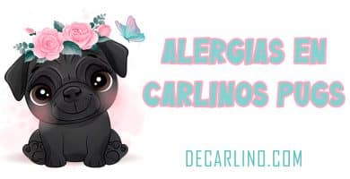 alergias en carlinos pugs