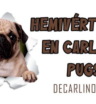 hermivertebras en carlinos pugs