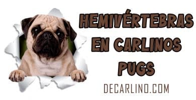 hermivertebras en carlinos pugs