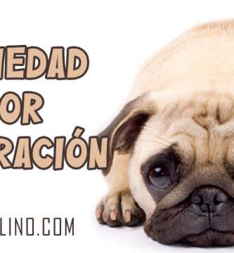 Ansiedad por Separación en perros