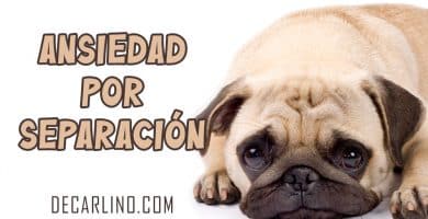 Ansiedad por Separación en perros