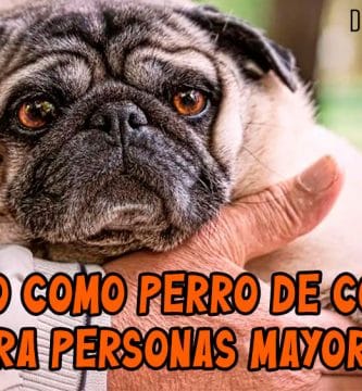 Carlino como Perro de Compañía para Personas Mayores
