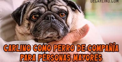 Carlino como Perro de Compañía para Personas Mayores