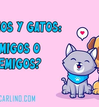 Carlinos y Gatos amigos o enemigos