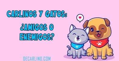 Carlinos y Gatos amigos o enemigos