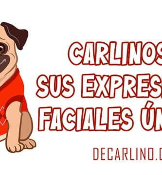 Carlinos y sus expresiones faciales únicas