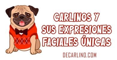 Carlinos y sus expresiones faciales únicas
