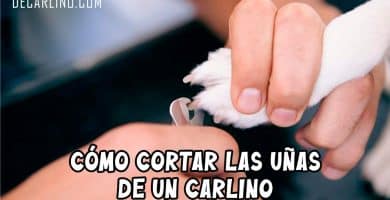 Cómo Cortar las Uñas de un Perro Carlino