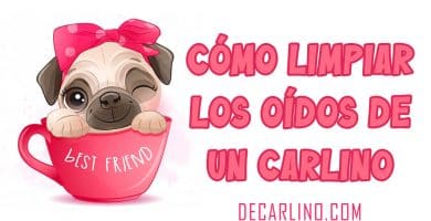 Cómo Limpiar los Oídos de un Perro Carlino