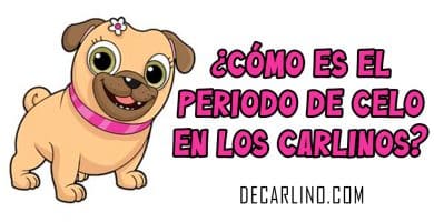 ¿Cómo es el periodo de celo en los Carlinos Pugs?