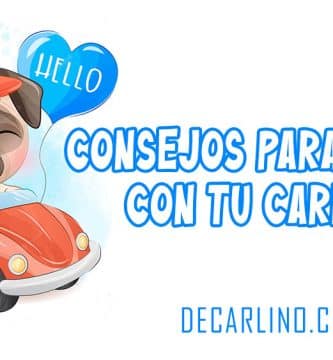 Consejos para viajar con tu carlino
