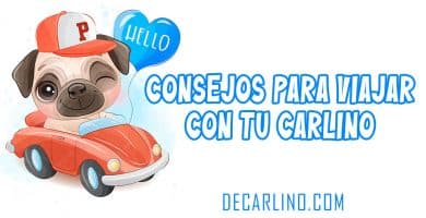 Consejos para viajar con tu carlino